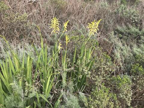 Image of African cornflag