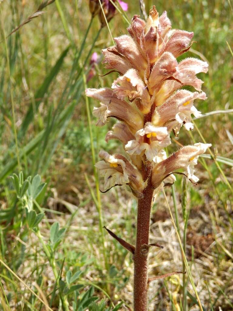 Imagem de Orobanche lutea Baumg.