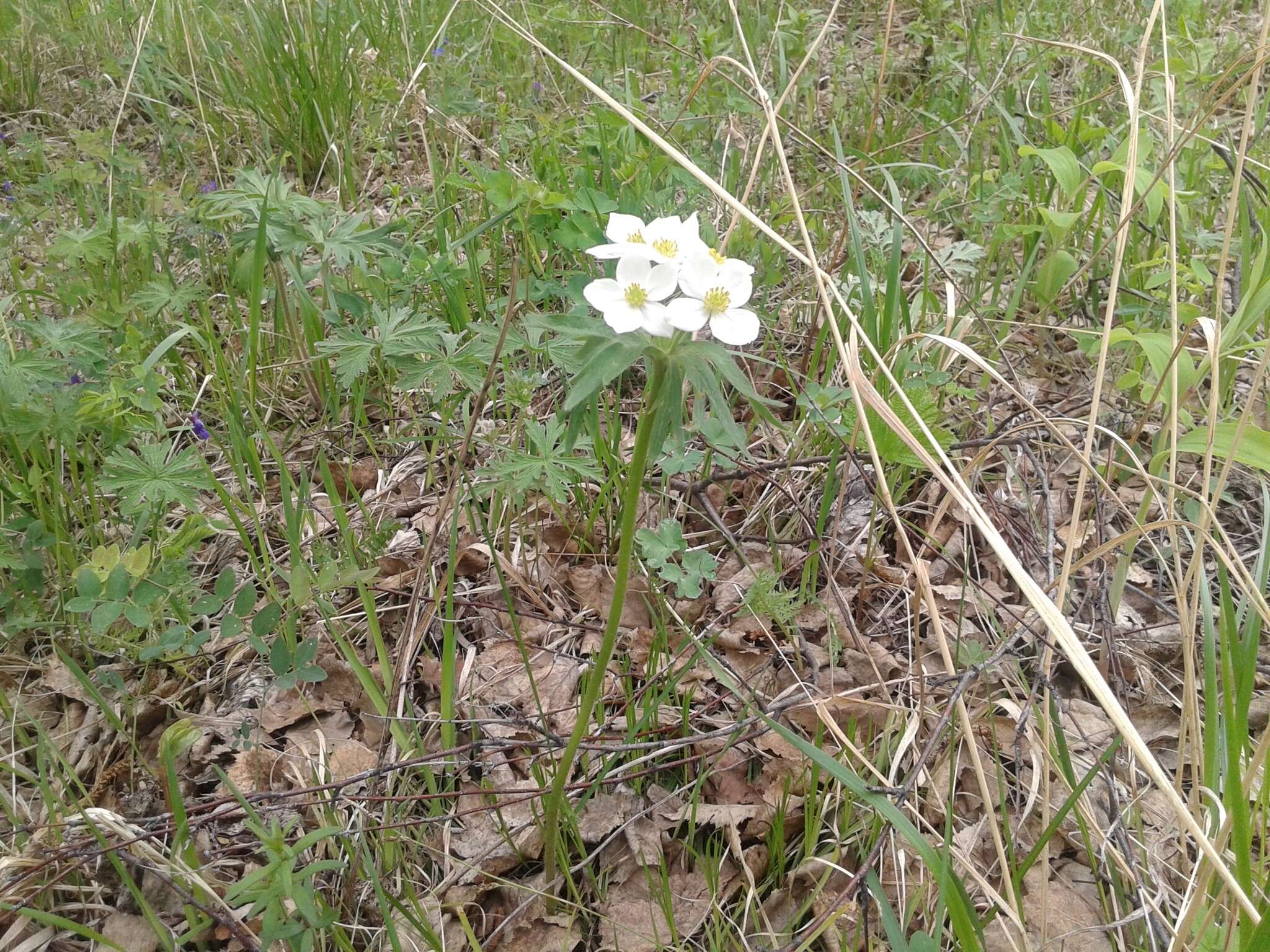 Imagem de Anemonastrum narcissiflorum subsp. crinitum (Juz.) Raus