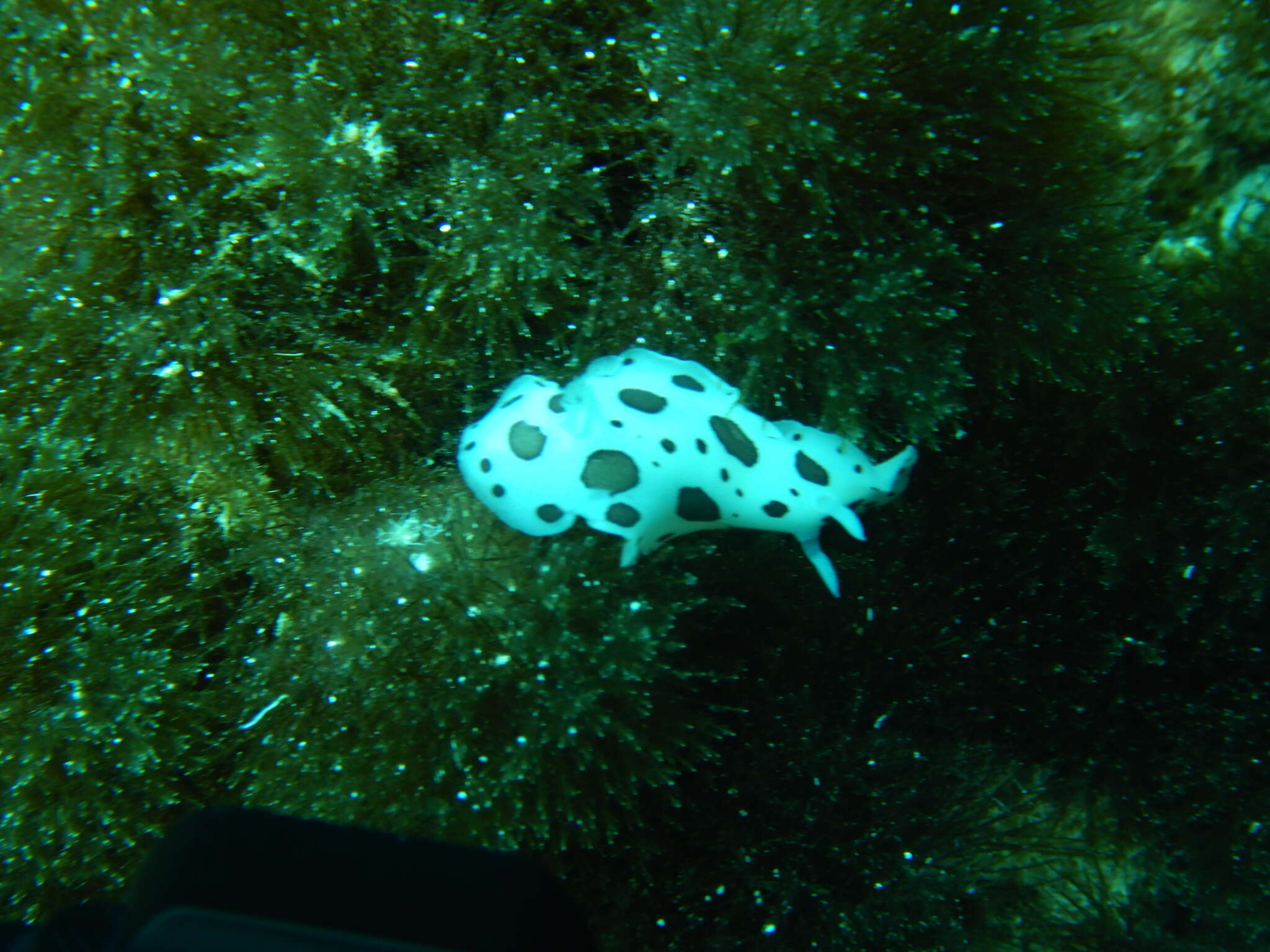 Image of Swiss cow nudibranch