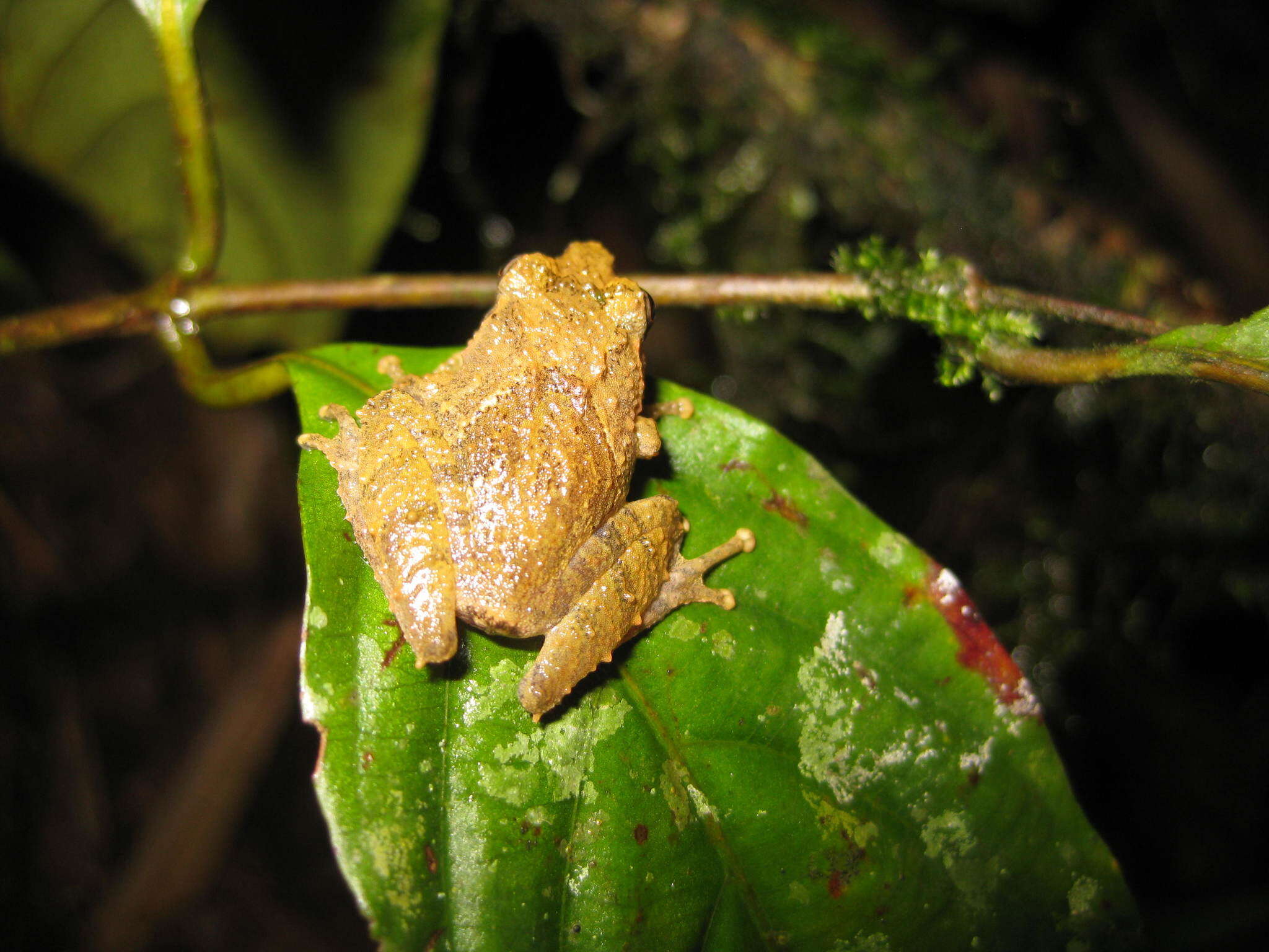 Image of Philautus larutensis (Boulenger 1900)