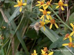 Plancia ëd Bombus sonani (Frison 1934)