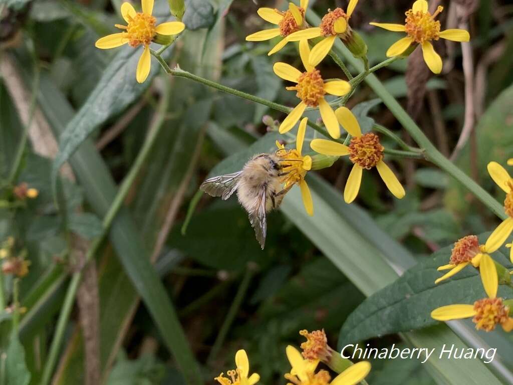 صورة Bombus sonani (Frison 1934)