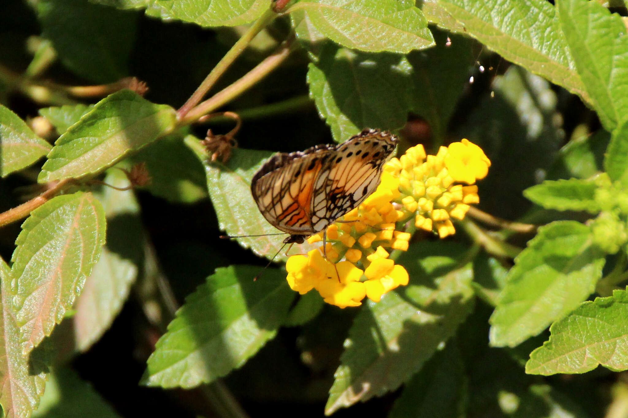 Image of Junonia sophia Fabricius 1793