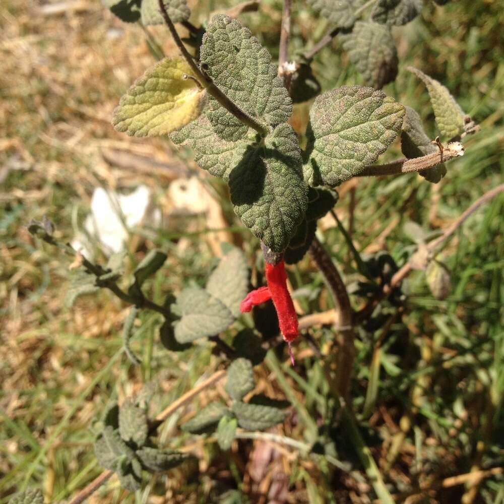 Imagem de Salvia fulgens Cav.