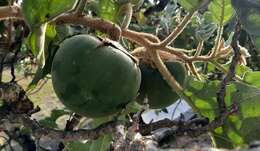 Image of Solanum falciforme Farruggia