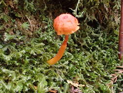 Plancia ëd Hygrocybe suzukaensis (Hongo) Hongo 1982