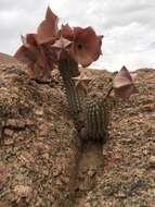 Image of Ceropegia currorii subsp. currorii