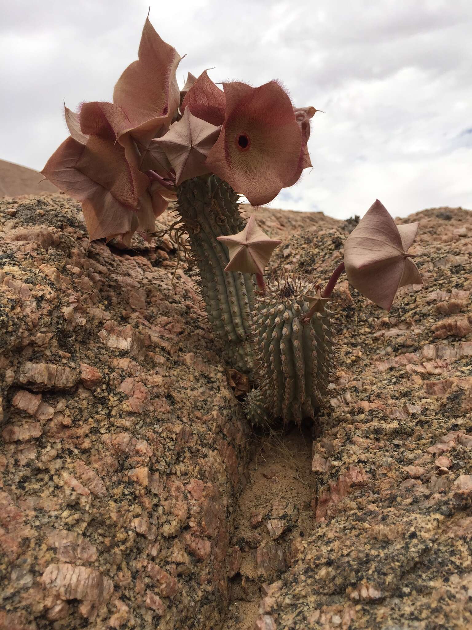 Image of Ceropegia currorii subsp. currorii