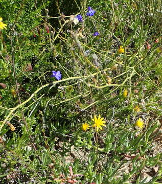 Image of Hermannia filifolia L. fil.