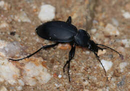 Imagem de Carabus coriaceus hopffgarteni