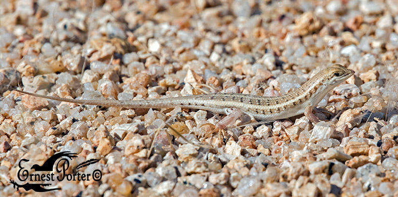 Imagem de Trachylepis acutilabris (Peters 1862)