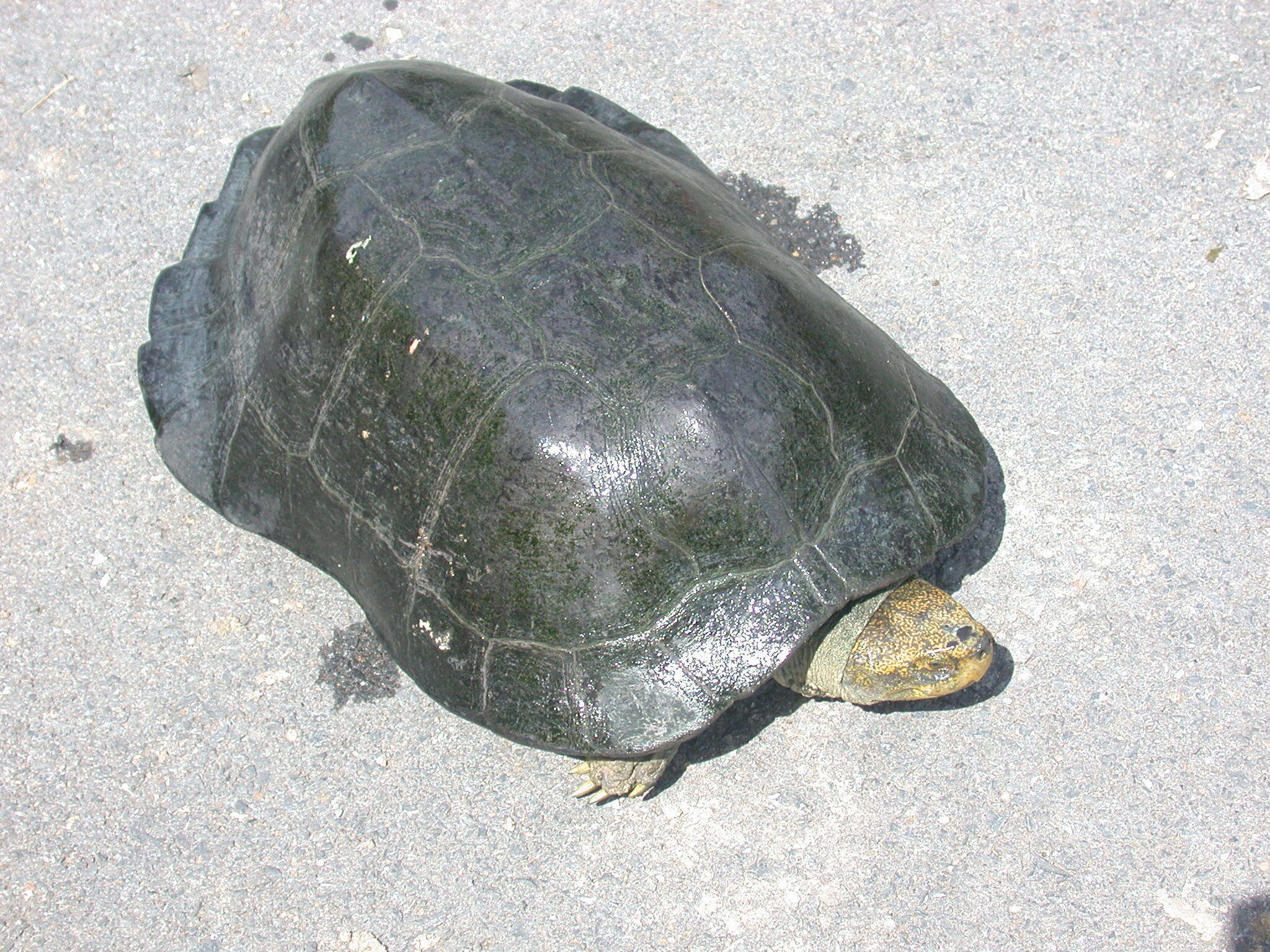 Image of Yellow-headed Temple Turtle