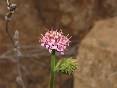 Image de Polyachyrus fuscus (Meyen) Walp.