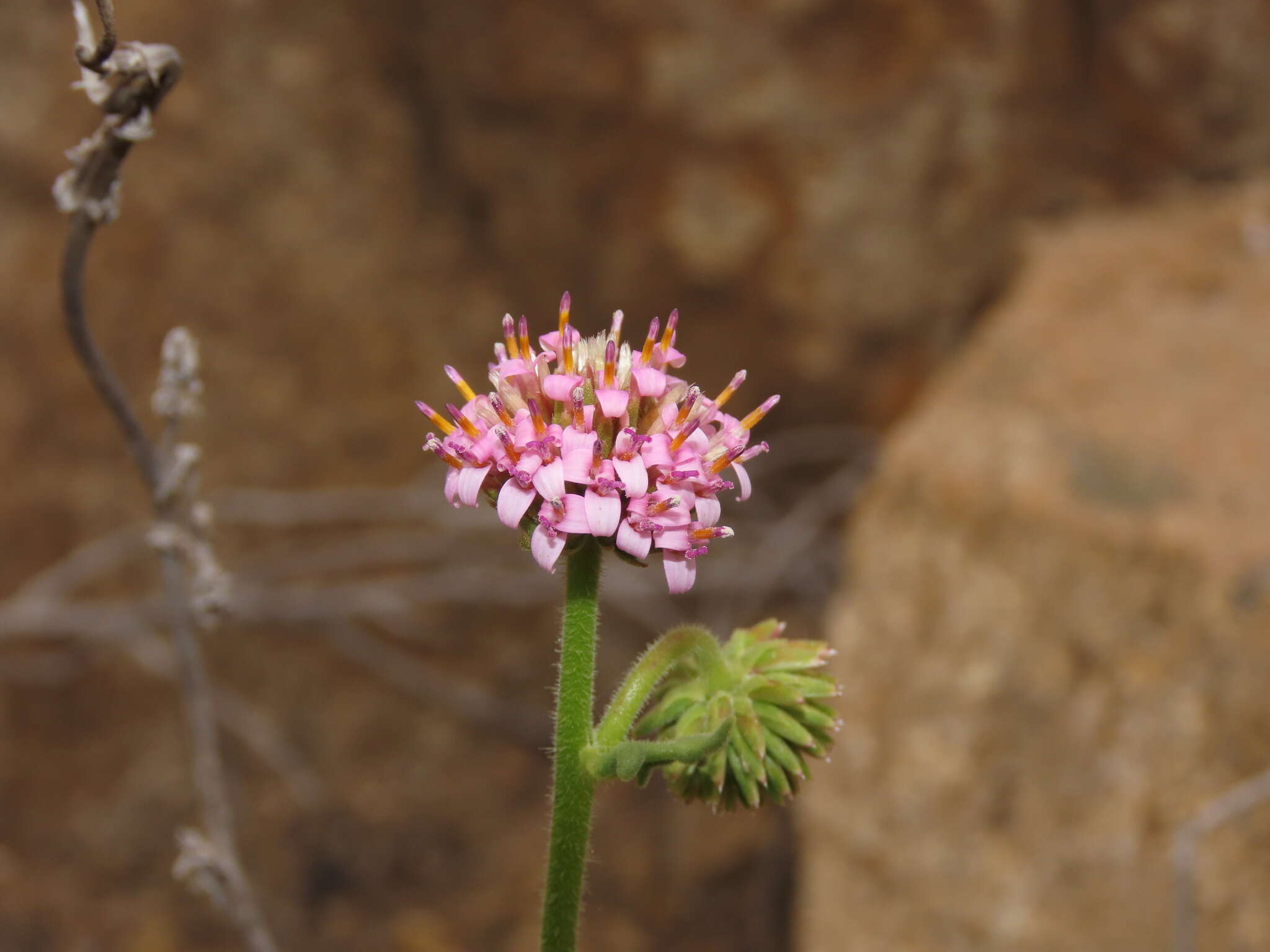 Image de Polyachyrus fuscus (Meyen) Walp.