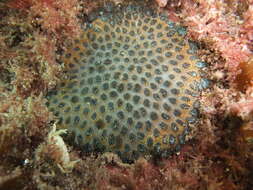 Image of Small knob coral