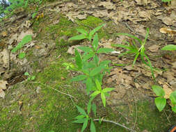 Imagem de Galium lanceolatum (Torr. & A. Gray) Torr.