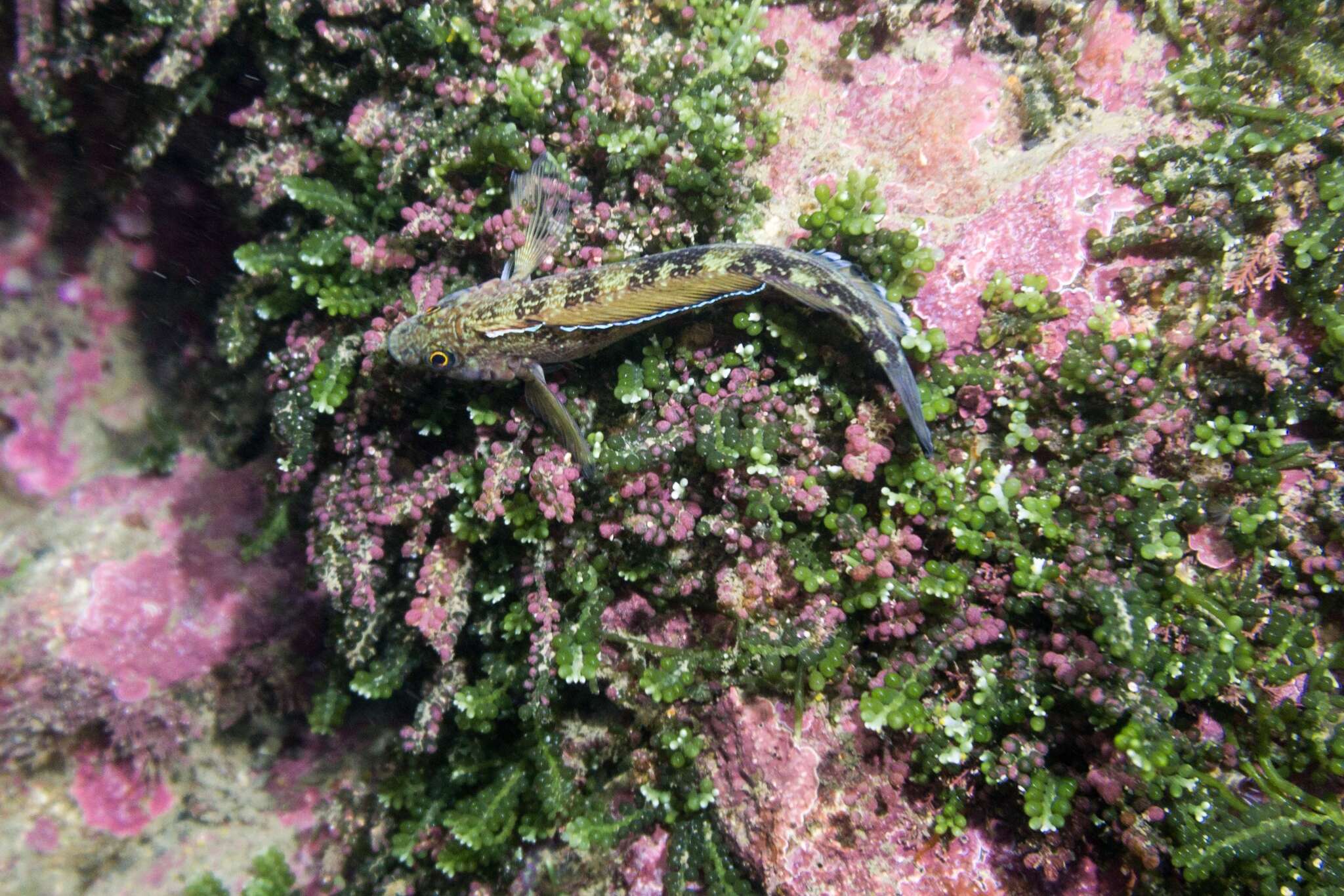 Image of Striped Triplefin