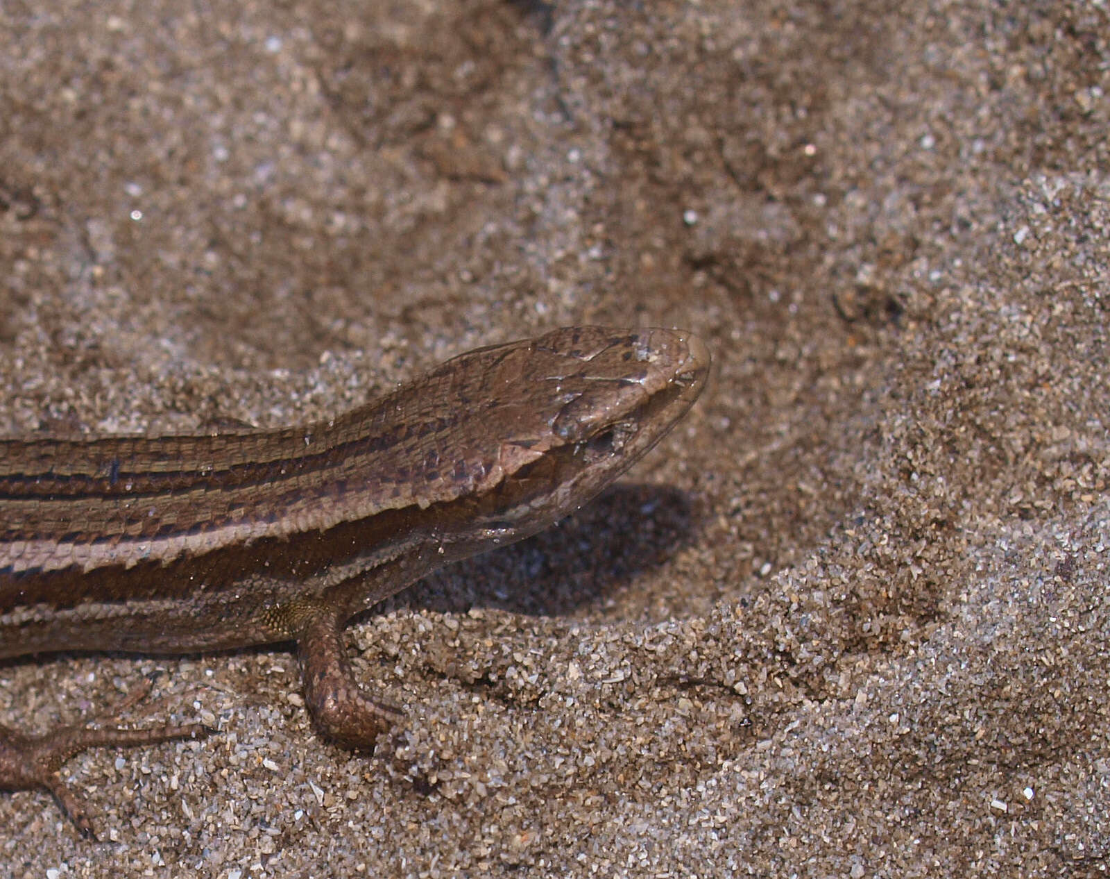 Image of common New Zealand skink