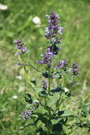 Image de Nepeta grandiflora M. Bieb.