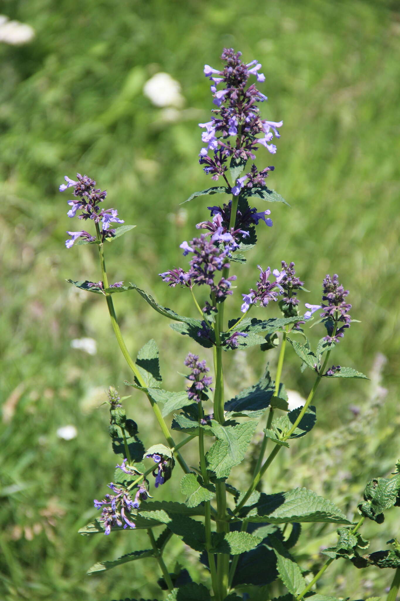 Image de Nepeta grandiflora M. Bieb.