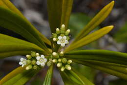 Image of Rauvolfia semperflorens Schltr.