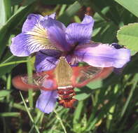 Imagem de Hemaris gracilis (Grote & Robinson 1865)