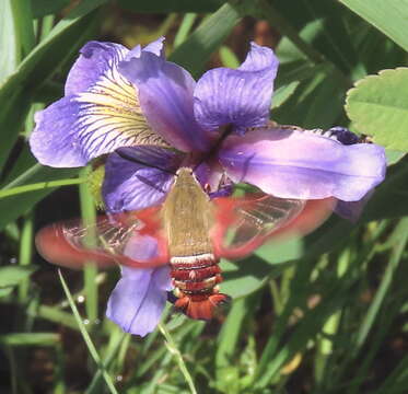 Image de Hemaris gracilis (Grote & Robinson 1865)