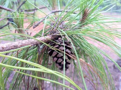 Image of Herrera's Pine