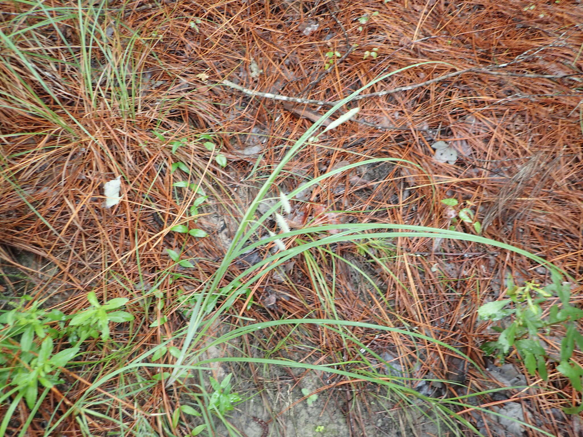 Image of southern waxy sedge