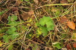 صورة Alchemilla nemoralis Alechin