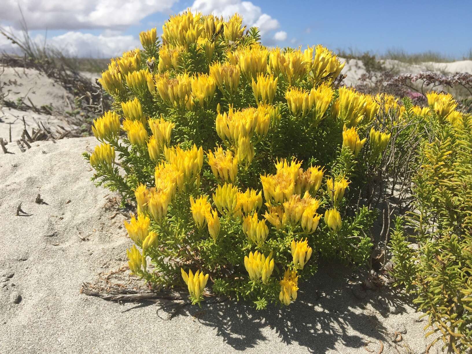 Image of Pteronia uncinata DC.