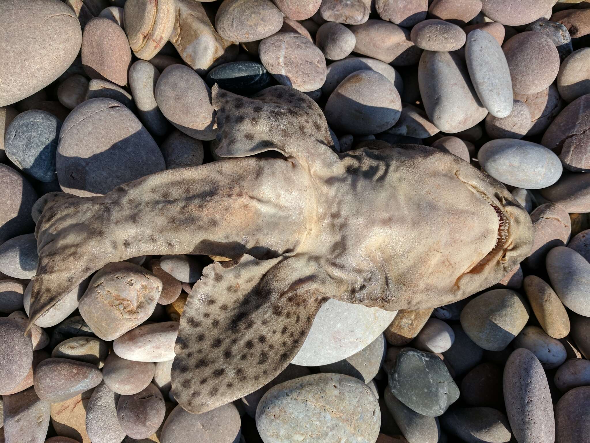 Image of Lesser Spotted Dogfish
