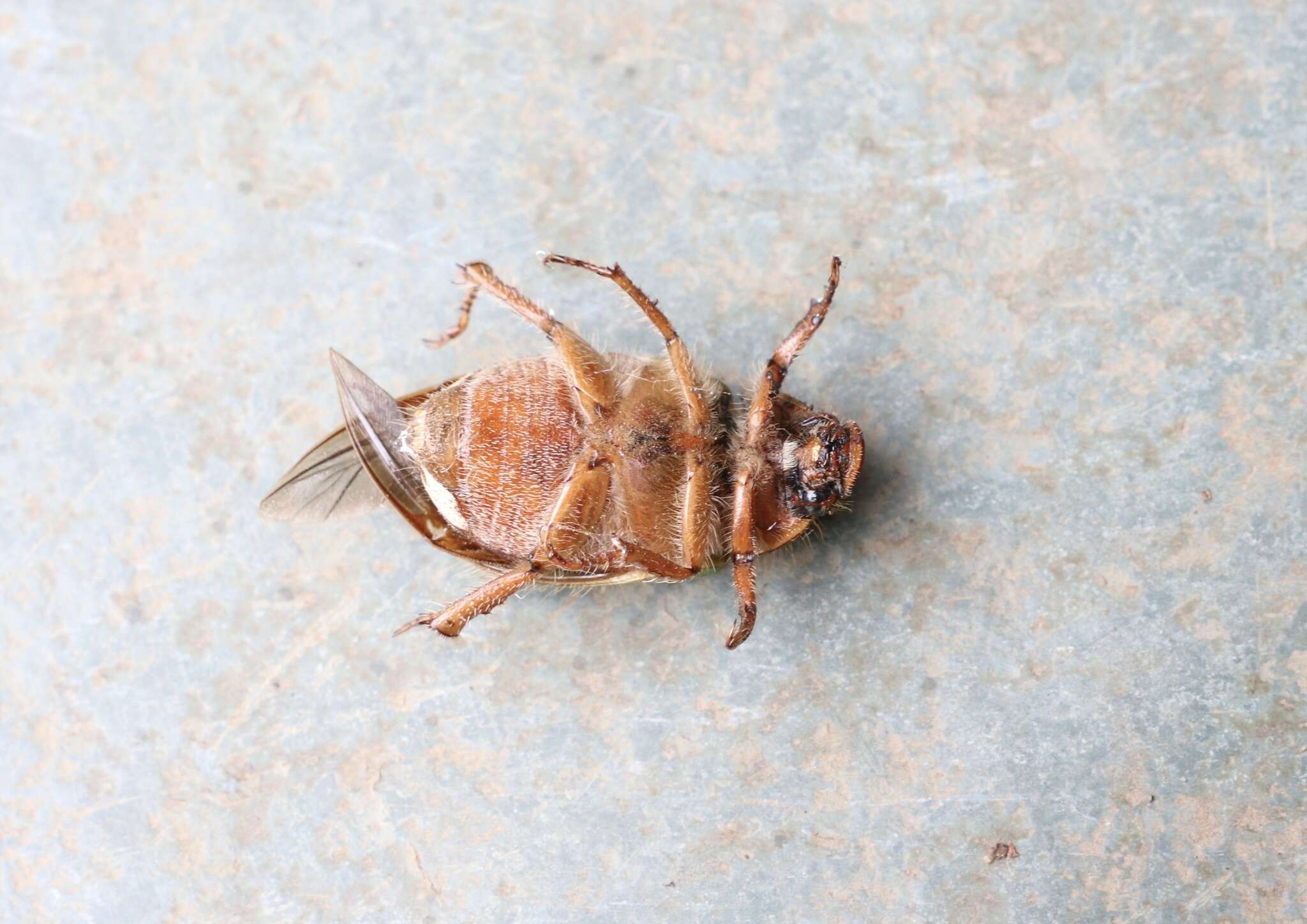 Image of Beetle