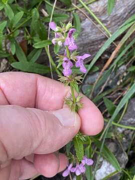 Plancia ëd Stachys hyssopifolia Michx.