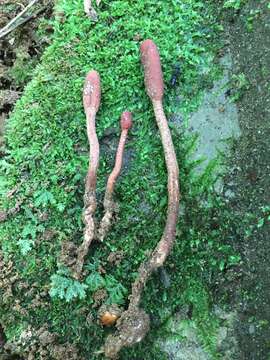 Ophiocordyceps sobolifera (Hill ex Watson) G. H. Sung, J. M. Sung, Hywel-Jones & Spatafora 2007 resmi