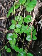 Image of Pseudostellaria davidii (Franch.) Pax