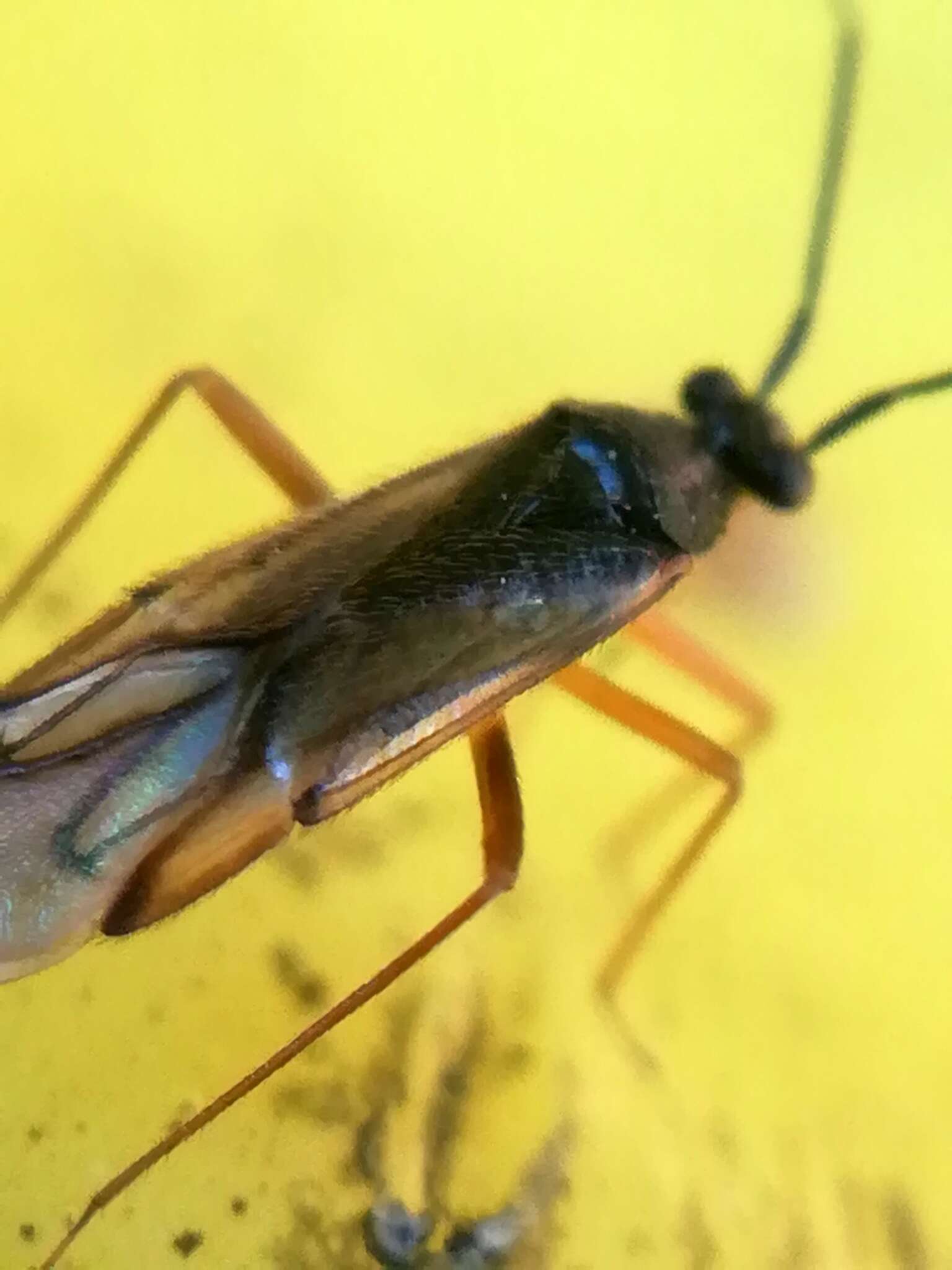 Image of Mecomma dispar (Boheman 1852)