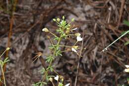 Image of large clammyweed