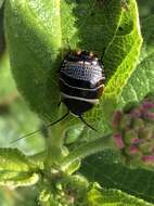 Image of Ellipsidion australe Saussure 1863