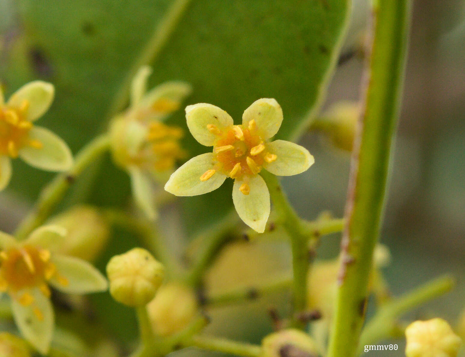 Image de Lithraea molleoides (Vell.) Engl.