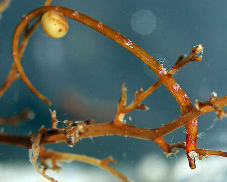 Image of Prophet&#39;s pipefish