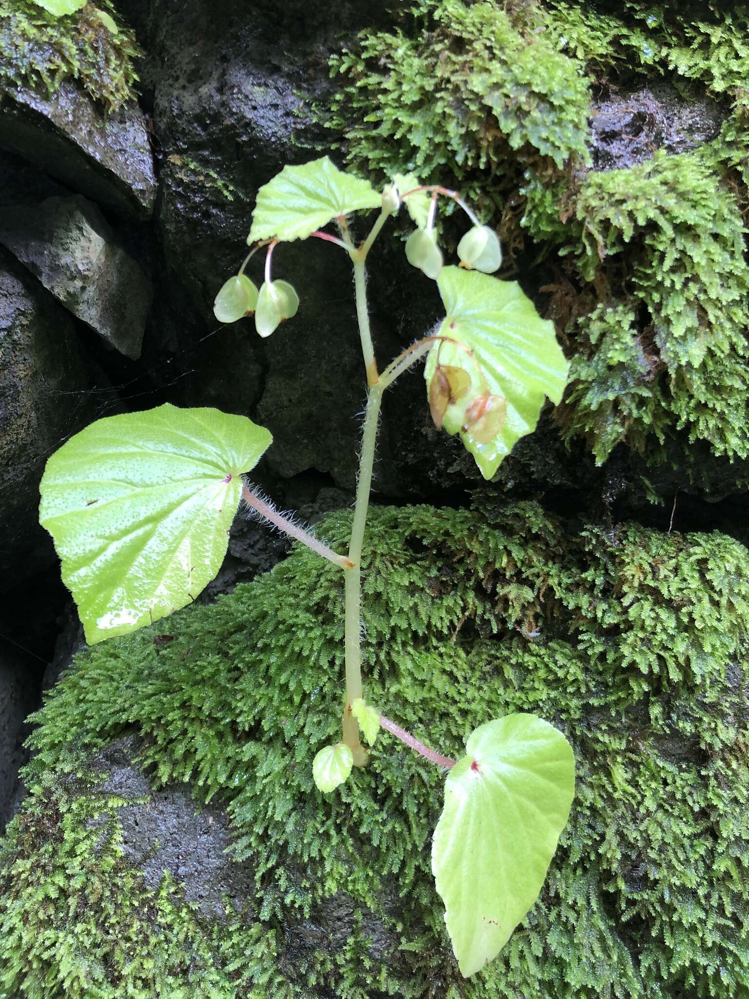 Image of Brazilian Begonia