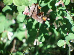 Image of Hoary Comma