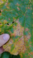 Image of Puccinia otagensis