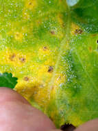 Image of Puccinia embergeriae McKenzie & P. R. Johnst. 2004