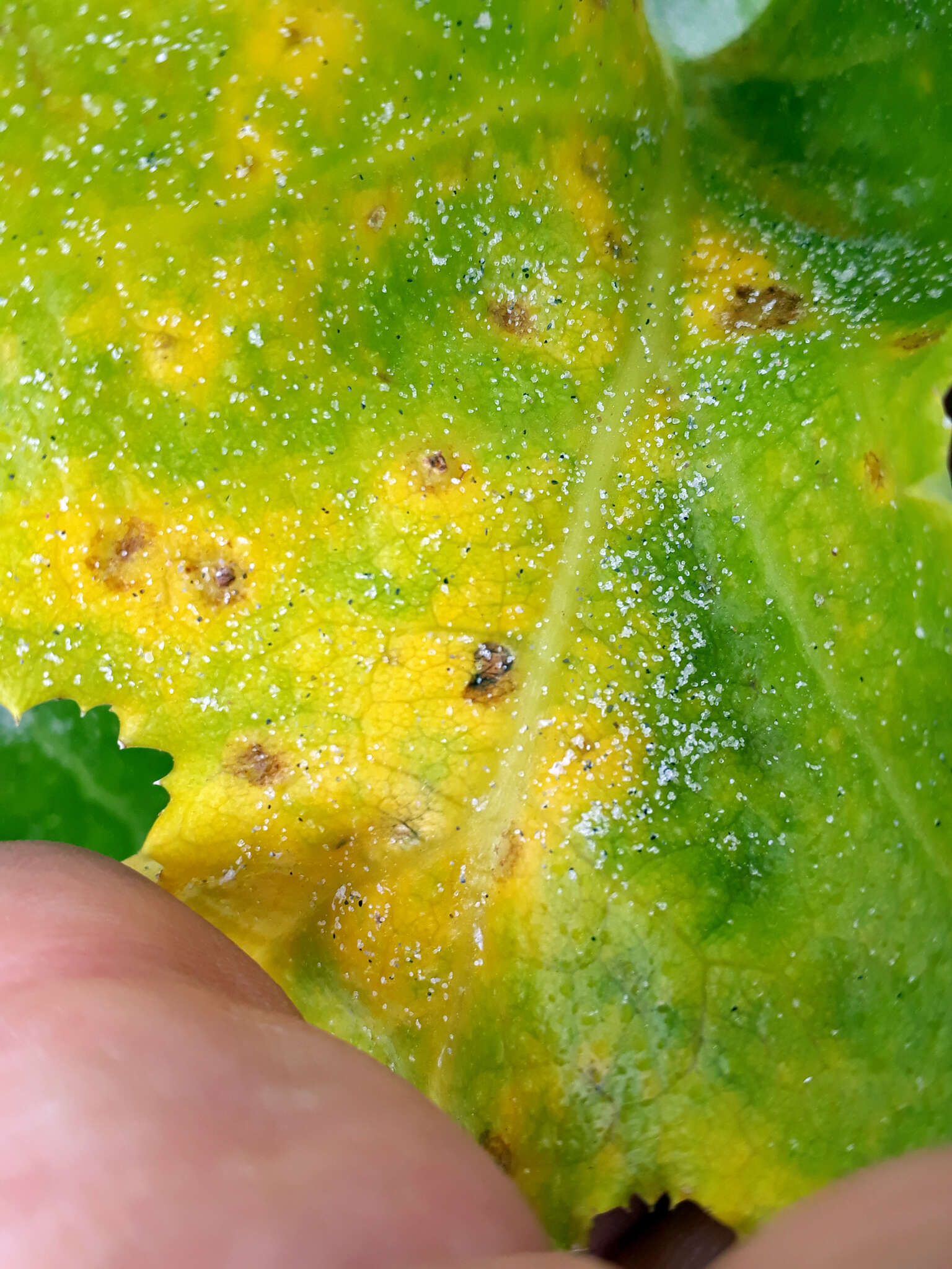 Image of Puccinia embergeriae McKenzie & P. R. Johnst. 2004