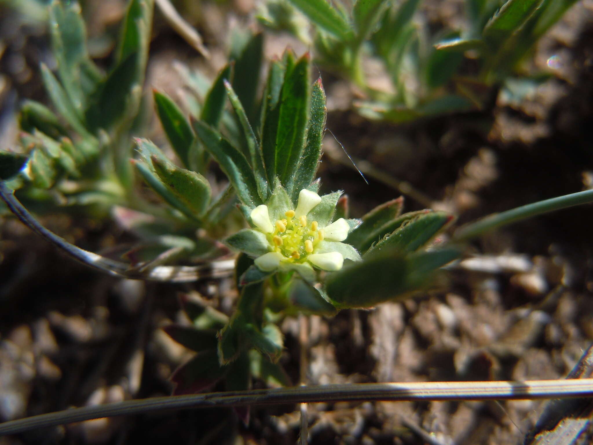 Image of Sibbaldianthe adpressa (Bunge) Juz.