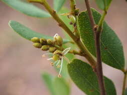 Image of Copaifera baumiana Harms