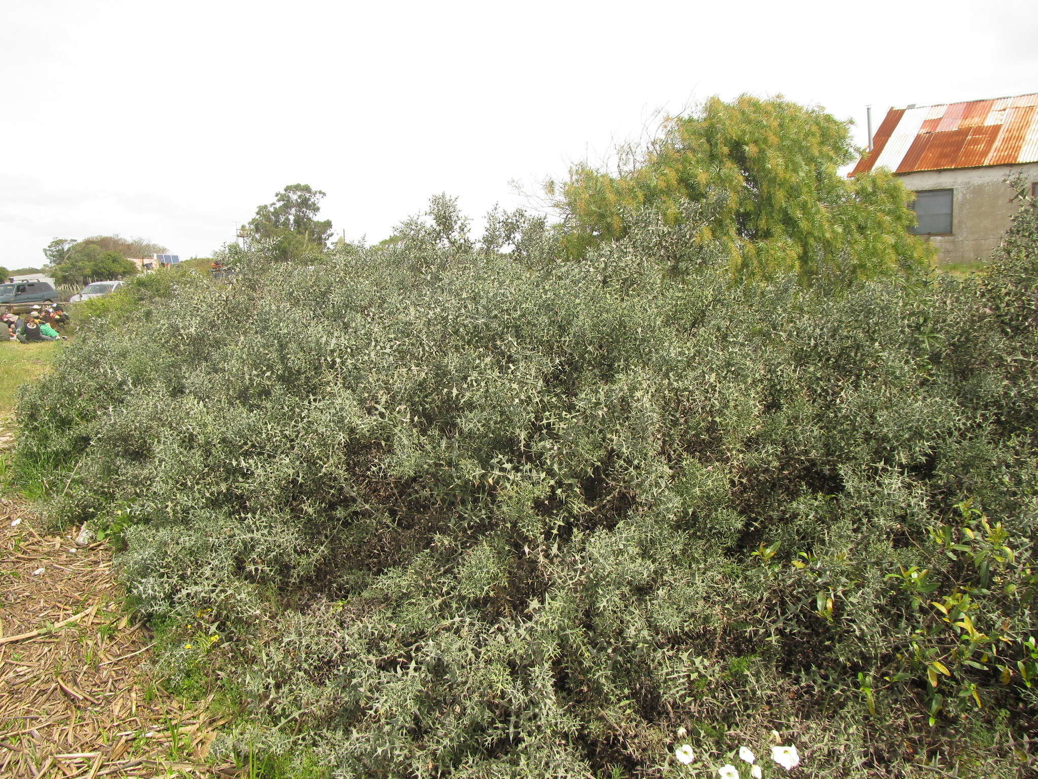 Image of Colletia paradoxa (Spreng.) Escalante